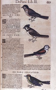 Passereaux in Historia Animalium Conrada Gesnera (1516-1565), Tiguri autorstwa Unknown artist