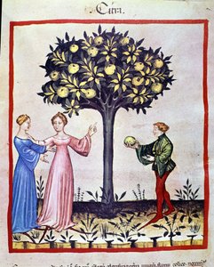 Zbieranie cedrat, owoc cedratiera. Oświetlenie z doju medycyny i dietetyki „”Tacuinum sanitatis”” autorstwa Unknown artist