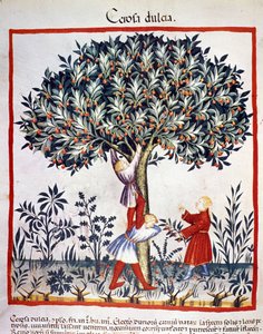 Zbieranie wiśni. Oświetlenie z doju medycyny i dietetyki „”Tacuinum sanitatis”” autorstwa Unknown artist