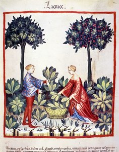Zbieranie sałaty. Oświetlenie z doju medycyny i dietetyki „”Tacuinum sanitatis”” autorstwa Unknown artist