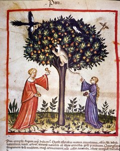 Zbieranie gruszek. Oświetlenie z doju medycyny i dietetyki „”Tacuinum sanitatis”” autorstwa Unknown artist