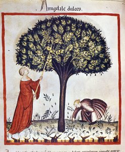 Zbieranie słodkich migdałów. Oświetlenie z doju medycyny i dietetyki „”Tacuinum sanitatis”” autorstwa Unknown artist