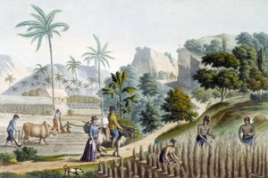 Pilling i sadzenie ryżu na wyspie Guam (Mikronezja) autorstwa Unknown artist