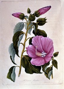 Różowy ibiskus. Tablica botaniczna. Rytownictwo. autorstwa Unknown artist