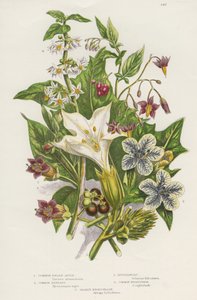 Trujące rośliny. Oprócz trującej psiankowatej czarnej lub pospolitej (Solanum nigrum) u góry po lewej i psiankowatej psiankowatej lub słodko-gorzkiej (Solanum dulcarama) u góry po prawej, istnieje bardziej niebezpieczna jagoda psiankowata (Atropa belladonn autorstwa Unknown artist