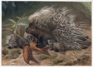 Wieprzowina epicka a kreta (porc-epic) - Jeżozwierz czubaty (Hystrix cristata) - grawer z „„Życie zwierząt Brehma”” Alfreda Edmunda Brehma (1829-1884) autorstwa Unknown artist