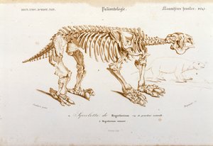Prehistoria: szkielet megatherium (ziemskiego leniwego z rodziny słoni) ssaka kopalnego. Tablica paleontologii zaczerpnięta z „Dictionnaire universel d