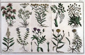Przepisy dotyczące kwiatów: w „Flora Françoise”, czyli krótki opis wszystkich roślin, które naturalnie rosną we Francji, ułożone według nowej metody analizy, do której dołączamy cytat ich mniej niejednoznacznych cnót w medycynie i ich zastosowania. autorstwa Unknown artist