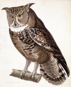 Raptor: sowa afrykańska. Grawerowanie z XIX wieku autorstwa Unknown artist