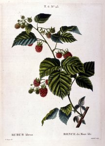 Malina i owoce: XIX-wieczna deska botaniczna. autorstwa Unknown artist