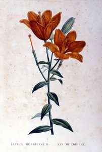 Czerwona lilia cebulkowata. Grawerowanie z XIX wieku. autorstwa Unknown artist