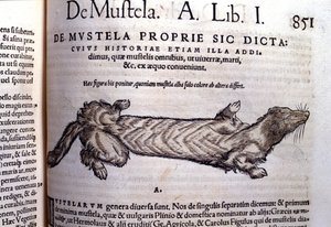Przedstawienie muszelli (rodziny łasicowatych) spokrewnionej z łasicą - w Historia Animalium Conrada Gesnera (1516 - 1565), Tiguri autorstwa Unknown artist