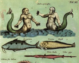 Przedstawienie syreny i trytona, fantastycznego morskiego stworzenia opisanego w atlasie zoologii. Szczegół. XVII wiek autorstwa Unknown artist