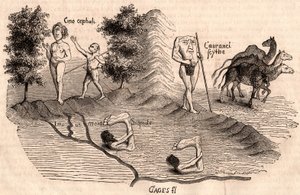 Reprezentacja średniowiecznych plemion i gatunków zwierząt: Monocules, Blemmys, Sciopodes i wielbłądy autorstwa Unknown artist