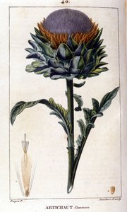 Reprezentacja karczocha pospolitego. Tablica botaniczna. 19 wiek. autorstwa Unknown artist