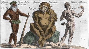 Przedstawienia różnych potwornych stworzeń: człowieka leśnego lub włochatego, małpy orang outan (orang-utan, orang outang, orang-utang) oraz człowieka z ogonem. Talerz z „”Mundi Mirabilis Oeconomia”” Johamma Zahna, sd. 1696. Mediolan . autorstwa Unknown artist