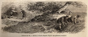 Uprawa ryżu: zbiory w październiku, pędy są ponownie łączone w butach. Rycina ilustrująca podróż do Japonii w latach 1863-1864, autorstwa Aime Humberta, ministra Konfederacji Szwajcarskiej, w „Le tour du monde, nouveau journal des voyages”, wydanej na pods autorstwa Unknown artist
