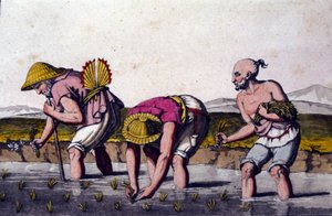 Uprawa ryżu w Chinach. Druk z XIX wieku. autorstwa Unknown artist