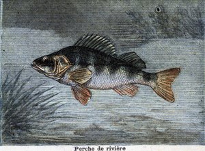 Okoń rzeczny. Grawerowanie od 1897 autorstwa Unknown artist