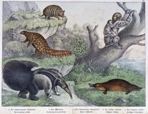 Gryzoń: Tatou, leniwy, mrówka - w „„Historie naturalne ssaków””, wyd. Schreiber autorstwa Unknown artist