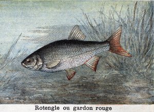 Rotengle lub czerwona płoć Grawerowanie z 1898 r. autorstwa Unknown artist