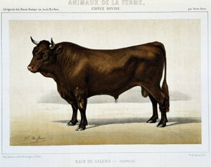 Salers Rasa Byk - w „Zwierzętach Gospodarskich”” autorstwa Unknown artist