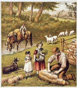 Koszenie owiec – chromolitografia autorstwa Unknown artist