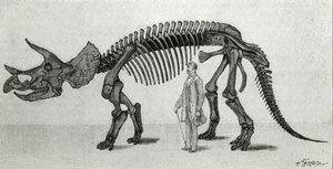 Szkielet Triceratopsa prorsusa autorstwa Unknown artist