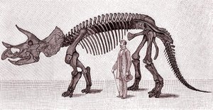 Szkielet prorsusa Triceratopsa autorstwa Unknown artist