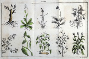 Pędy: w „Flora Françoise, czyli krótki opis wszystkich roślin, które naturalnie rosną we Francji, ułożone według nowej metody analizy, do której przytoczono ich najmniej dwuznaczne cnoty w medycynie i ich przydatność w sztuce”” J autorstwa Unknown artist