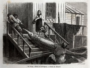 Łowienie jesiotra u ujścia Wołgi. Grawer ilustrujący podróż po Wołdze M.Moyneta w 1864 r. w „Le tour du monde, nouveau journal des voyages” wydanej pod kierunkiem Edouarda Chartona autorstwa Unknown artist