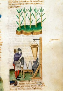 Sprzedawca trzciny cukrowej i szyszek cukrowych Opis roślin leczniczych i sposób ich przygotowania. Strona rękopisu „” Przysmaki o ziołach”” (Tractatus de herbis) Pedaniusa Dioscoridesa (Dioscorides) (40-90 ne) Lat.1152 autorstwa Unknown artist