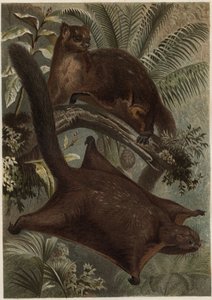 Taguan (Latająca wiewiórka) (rodzina Sciuridae) - Wiewiórka (latająca wiewiórka) - grawer z „Życia zwierząt Brehma” autorstwa Alfreda Edmunda Brehma (1829-1884) autorstwa Unknown artist