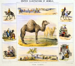 Wielbłąd: używany do transportu: mleka: mięsa: tkanin. Ręcznie kolorowana litografia autorstwa Waterhouse’a Hawkinsa, twórcy prehistorycznych zwierząt na wystawę w Crystal Palace w 1851 r. Od graficznych ilustracji zwierząt i ich użyteczności po człowieka autorstwa Unknown artist
