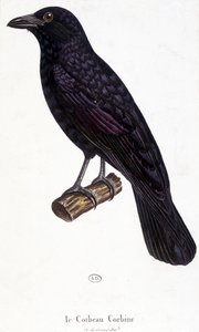 Corbine Raven - tablica historii naturalnej autorstwa Unknown artist
