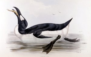 Pingwin olbrzymi (Alca Impennis) – w „Ptakach Europy” Johna Goulda, Londyn autorstwa Unknown artist