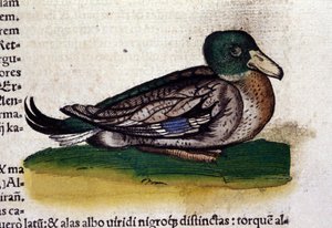 Harle w historii zwierząt Conrada Gesnera (1516-1565), Tiguri autorstwa Unknown artist