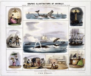 Wieloryb", ok. 1845 r. autorstwa Unknown artist