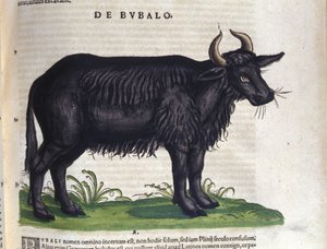 Bawół według Historii animalium Konrada Gesnera, Tiguri autorstwa Unknown artist