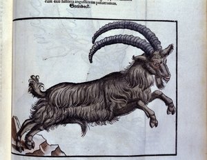 Koziorożec po historii zwierząt Konrada Gesnera, Tiguri autorstwa Unknown artist