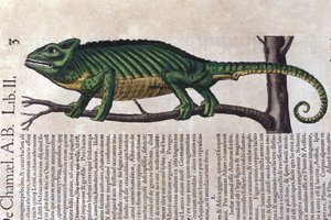 Kameleon według Historii animalium Konrada Gesnera, Tiguri autorstwa Unknown artist