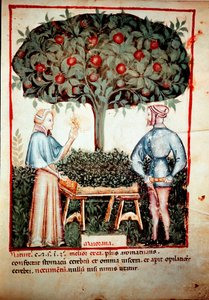 Zbiór Iluminacji Majeranek z doju medycyny i dietetyki „”Tacuinum sanitatis”” po doju leku „”Kitabtaqwim as-sihha”” Ibn Butlan autorstwa Unknown artist