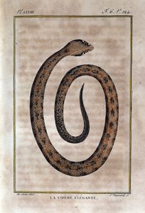 Elegancka żmija. Tabliczka zaczerpnięta ze zdrady Historii Naturalnej „Dzieła Buffona” autorstwa przyrodnika Georgesa Louisa Leclerca, hrabiego Buffon (1707 - 1788). 19 wiek autorstwa Unknown artist