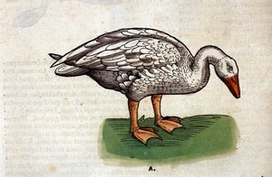Gęś według Historii Animalium Conrada Gesnera, Tiguri 1560. Biblioteca Nazionale Braidense. Mediolan autorstwa Unknown artist