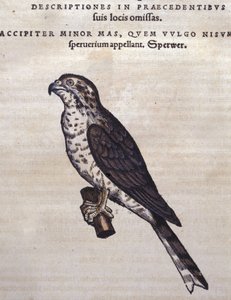 Jastrząb według Historii Animalium Conrada Gesnera, Tiguri 1560. Biblioteca Nazionale Braidense. Mediolan autorstwa Unknown artist