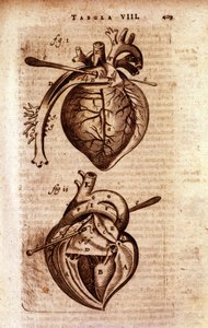 Serce „Anatomii” Bartholina” autorstwa Unknown artist