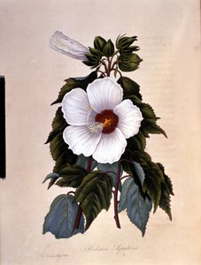 Ibiskus. Tablica botaniczna. autorstwa Unknown artist