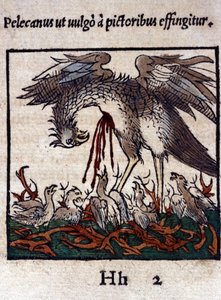Legenda o pelikanie: oddaje swoją krew i wnętrzności, aby nakarmić swoje młode. Z Historiae animalium Konrada Gesnera, Tiguri autorstwa Unknown artist