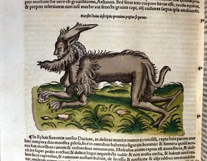 Mantykora z Historii Animalium Conrada Gesnera, Tiguri 1560. Biblioteca Nazionale Braidense. Mediolan autorstwa Unknown artist