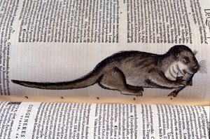 Wydra - Historia Animalium autorstwa Conrada Gesnera (1516 - 1565), Tiguri autorstwa Unknown artist